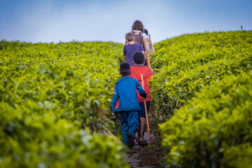 Walkting through a tea plantation near Nyungwe National Park, Rwanda