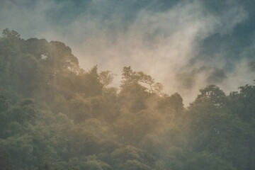 Mist across the forest in Nyungwe National Park, Rwanda
