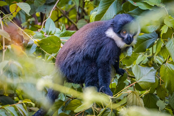 L'Hoest Monkey in Nyungwe National Park, Rwanda