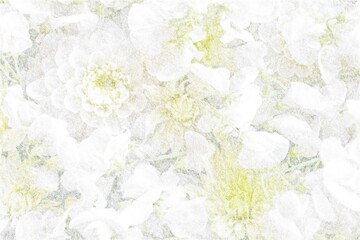 Sketch of white flowers. Delicate drawings.