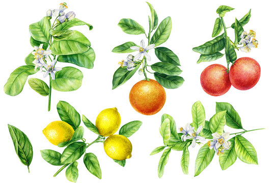 Grapefruit, lemon, tangerine set. Summer fruit on white background, watercolor botanical painting, citrus fruits branch