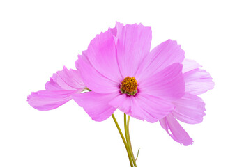 kosmeya flowers isolated