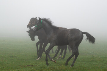 horses in the fog - 553133604