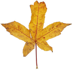 カエデの虫食い落ち葉