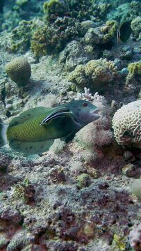 Slow motion - Beautiful Colourful Fish Swimming In The Red Sea In Egypt. Blue Water. Relaxed, Hurghada, Scuba Diving, Ocean, Underwater Photography, Snorkeling, Tropical