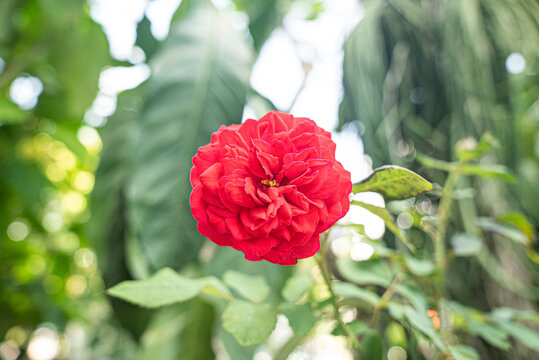 Rover Flower รูปภาพRoes-Flower – เลือกดูภาพถ่ายสต็อก เวกเตอร์ และวิดีโอ241 | Adobe Stock