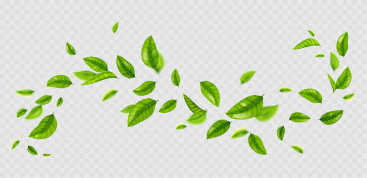 Fresh green leaves flying on wind. Air wave with summer or spring foliage. Concept of clean nature, ecology, healthy organic food and drink, vector realistic illustration