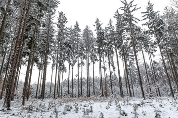 Landscape of winter forest covered by snow.