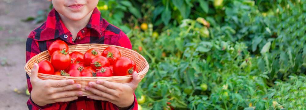 The boy is holding a basket of tomatoes. Freshly picked vegetables from the farm.