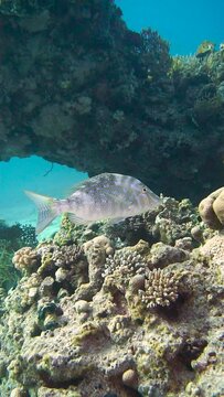 Slow motion - Beautiful Colourful Fish Swimming In The Red Sea In Egypt. Blue Water. Relaxed, Hurghada, Scuba Diving, Ocean, Underwater Photography, Snorkeling, Tropical