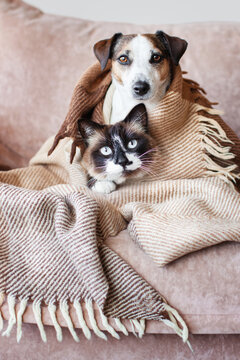 Dog and cat together under broun cozy blanket
