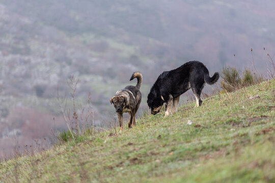 Mastiff breed dogs in mountain meadow guarding cattle.