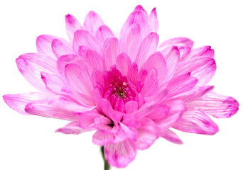 Obraz premium pink chrysanthemums on white background