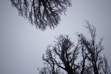 silhouette of a tree in winter