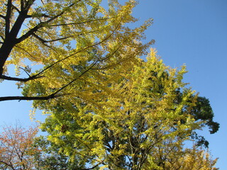 日本の秋、黄色く色付いた美しいイチョウの木