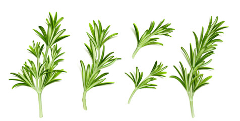 Realistic set of rosemary branches isolated on white background. Vector illustration of evergreen plant with fragrant leaves. Culinary ingredient in traditional mediterranean cuisine, food seasoning