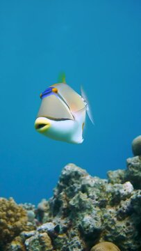 Colorful Picasso Trigger Fish Triggerfish Swimming In The Red Sea In Egypt in Slow Motion. Blue Water, Hurghada, Sharm El Sheikh, Scuba Diving, Ocean, Under The Sea, Underwater, Snorkeling, Tropical