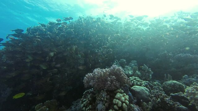 Large school of fish with predominantly brown reef fish, water surface in the background copy space