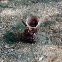 Cylinder anemone or coloured tube anemone (Cerianthus membranaceus) with retracted tentacles