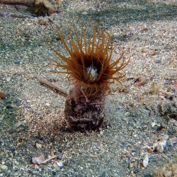 Cylinder anemone or coloured tube anemone (Cerianthus membranaceus) in Mediterranean Sea