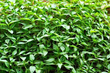 fresh vegetables growing in the field