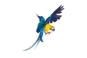 Colorful flying parrot isolated on transparent background. © Passakorn