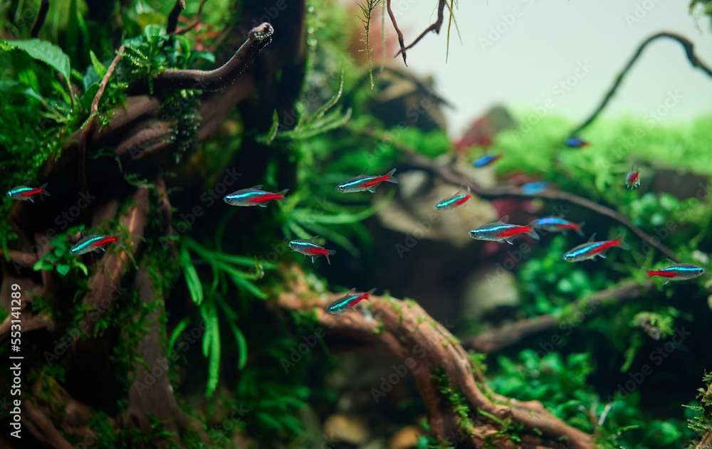 Wall mural a school of blue neon tetra fish swimming in the freshwater aquarium with live plants - Wall murals