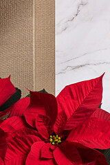 Christmas poinsettia with gold placemat marble background