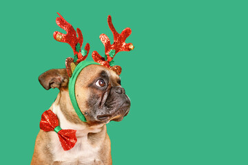 French Bulldog dog wearing Christmas reindeer antler headband and bow tie in front of green...