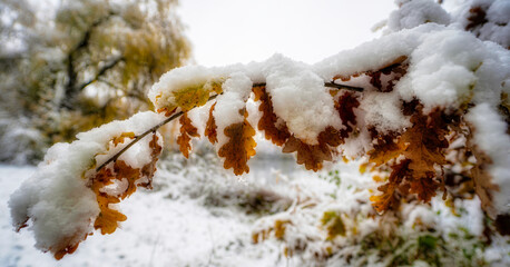 The autumn branch of the acorn tree is covered with snow.