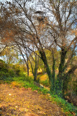 Fototapeta premium esccena otoñal