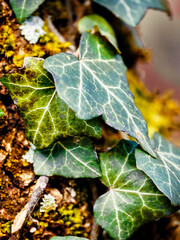 Ivy leafs over moss trunk nature feeling 