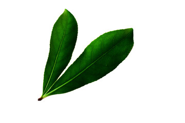 Obraz premium green leaf isolated on white