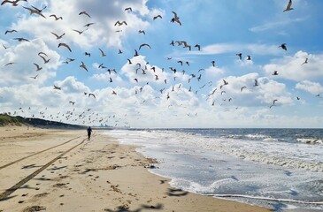 Jogger runs at the beach and makes sea gulls flying up, Scheveningen, Netherlands
