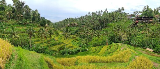 View of the magnificant rice terraces of Tegallalang, Ubud, Bali, Indonesia
