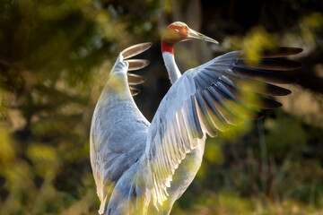 sarus crane or Grus antigone bird portrait or closeup with full wingspan or flapping behavior in winter morning at keoladeo national park bharatpur rajasthan india asia
