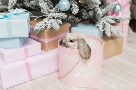 Cute lop-eared rabbit hiding in a round pink box under the Christmas tree with gifts
