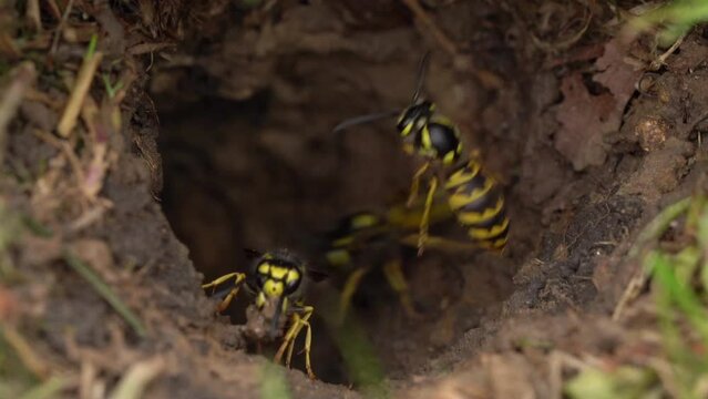 Multiple Yellow Jacket Wasp Cleaning Underground Nest - Macro Shot