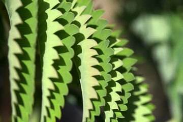 メリアンツス・マヨール　葉模様