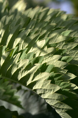 メリアンツス・マヨール　葉模様