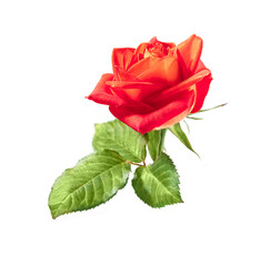 bright fresh red rose flower isolated over white background. High quality photo