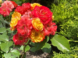 Roses red and yellow flowers bunch.