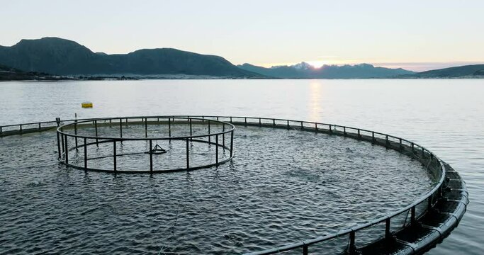 Stocked marine pen - lots of salmon breaking the surface; Norway aquaculture