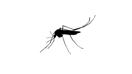 Mosquito silhouette