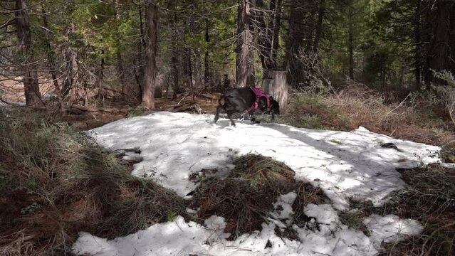 Excited Black Great Dane puppy plays in the snow with a case of the Zoomies.