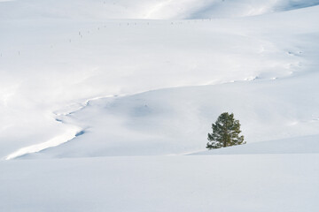 Fototapeta na wymiar Lonely evergreen pine tree at empty hill landscape under snow in winter on sunny day at Zlatibor, Serbia