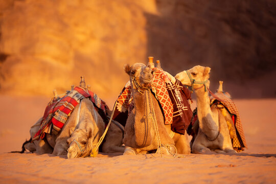Camels lying down, desert sand, Wadi Rum, Jordan