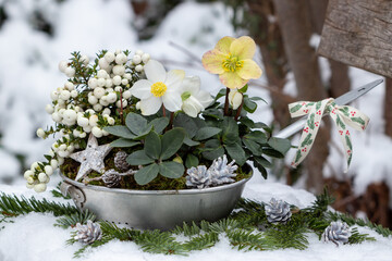 Christrose und weiße Torfmyrte im vintage Durchschlag im Wintergarten