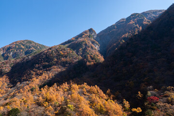 美しいカラマツの紅葉