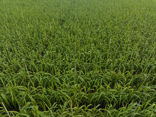 Aerial view of sugarcane plants growing at field